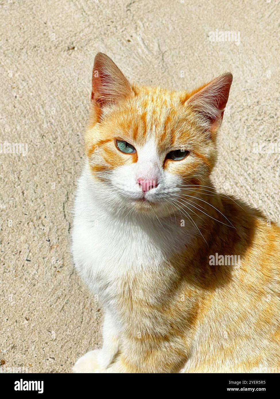 Tabby and white cat looking at the camera. - Smartphone Captured Stock Image