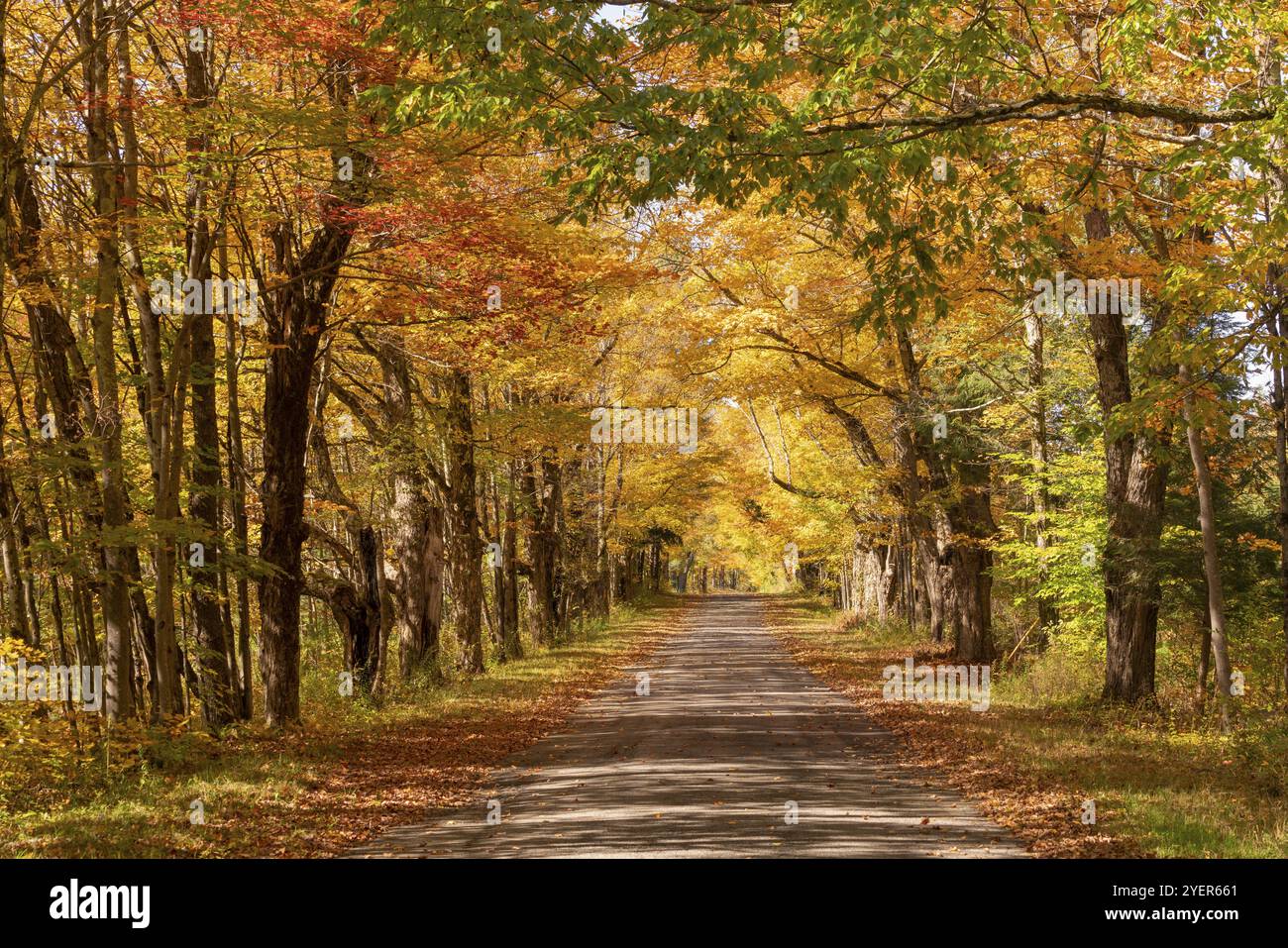 Secluded narrow lane road hi-res stock photography and images - Alamy
