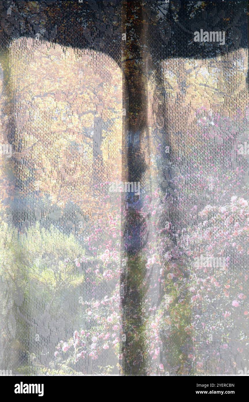 Lace curtains Stock Photo