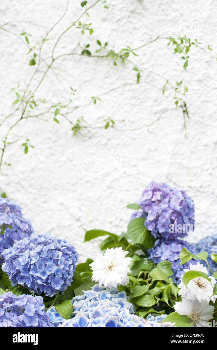 Hydrangea macrophylla white garden hi-res stock photography and images ...