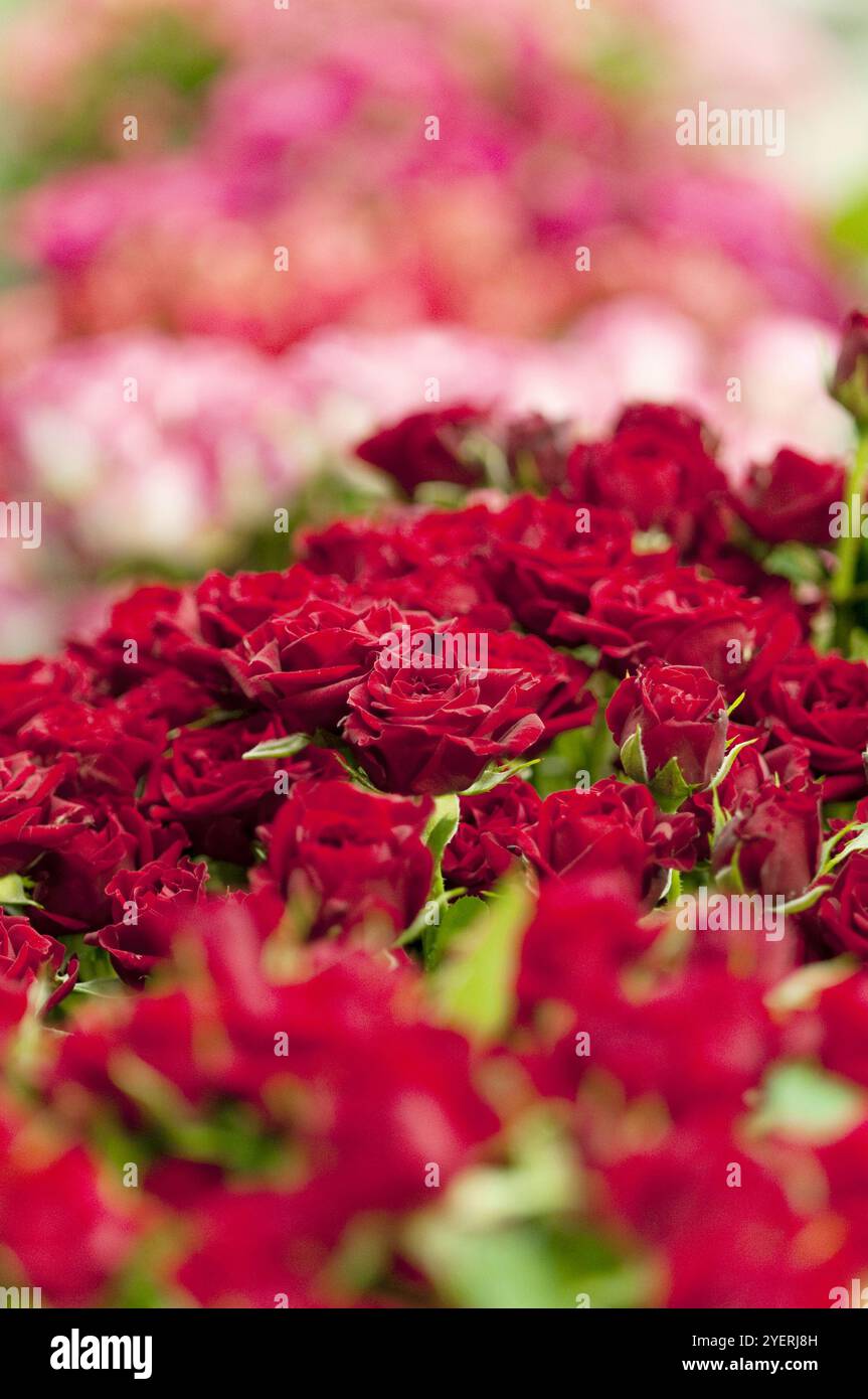 Roses overflow hi-res stock photography and images - Alamy