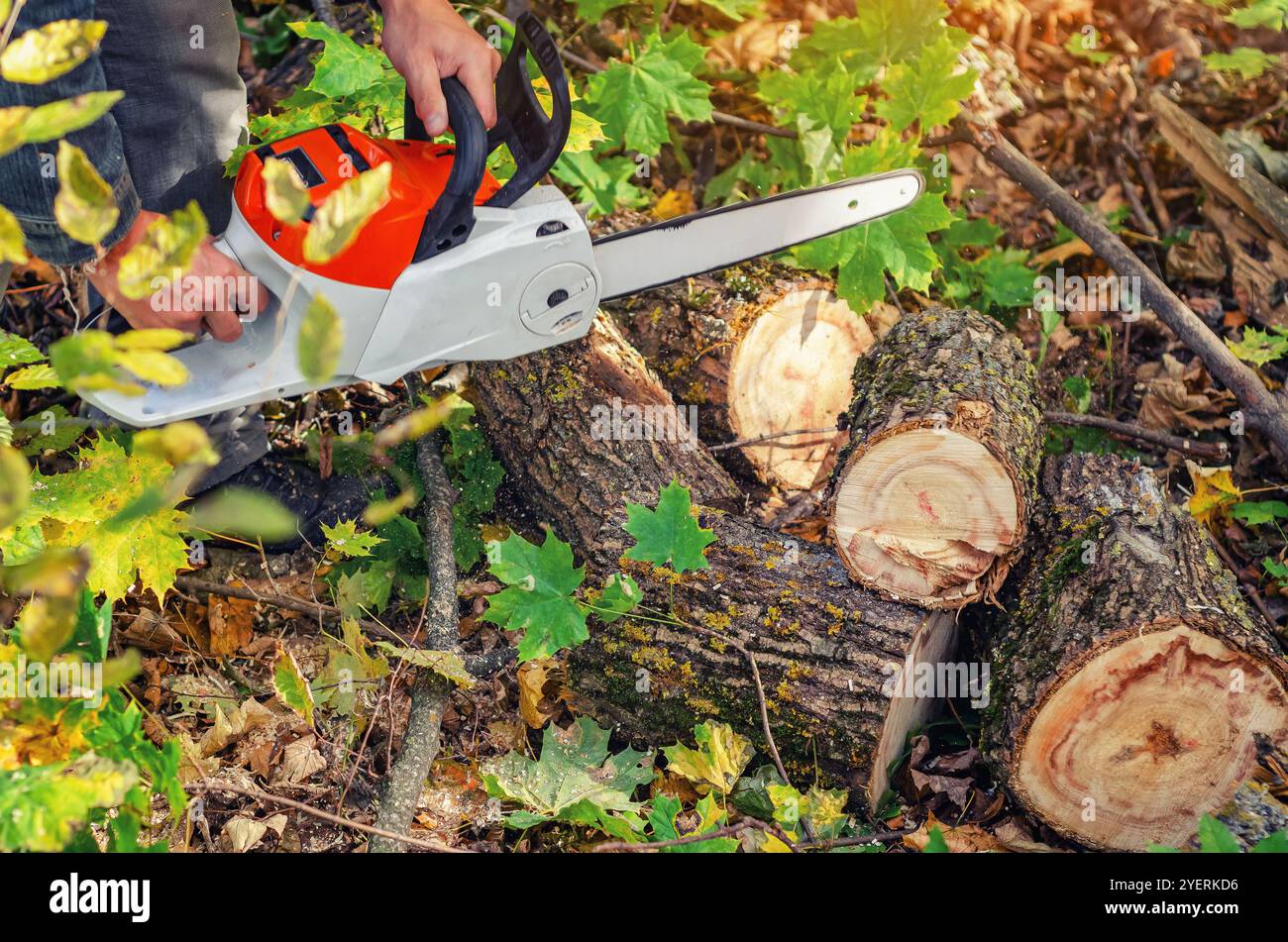 Worker chainsaw near fallen tree hi-res stock photography and images ...