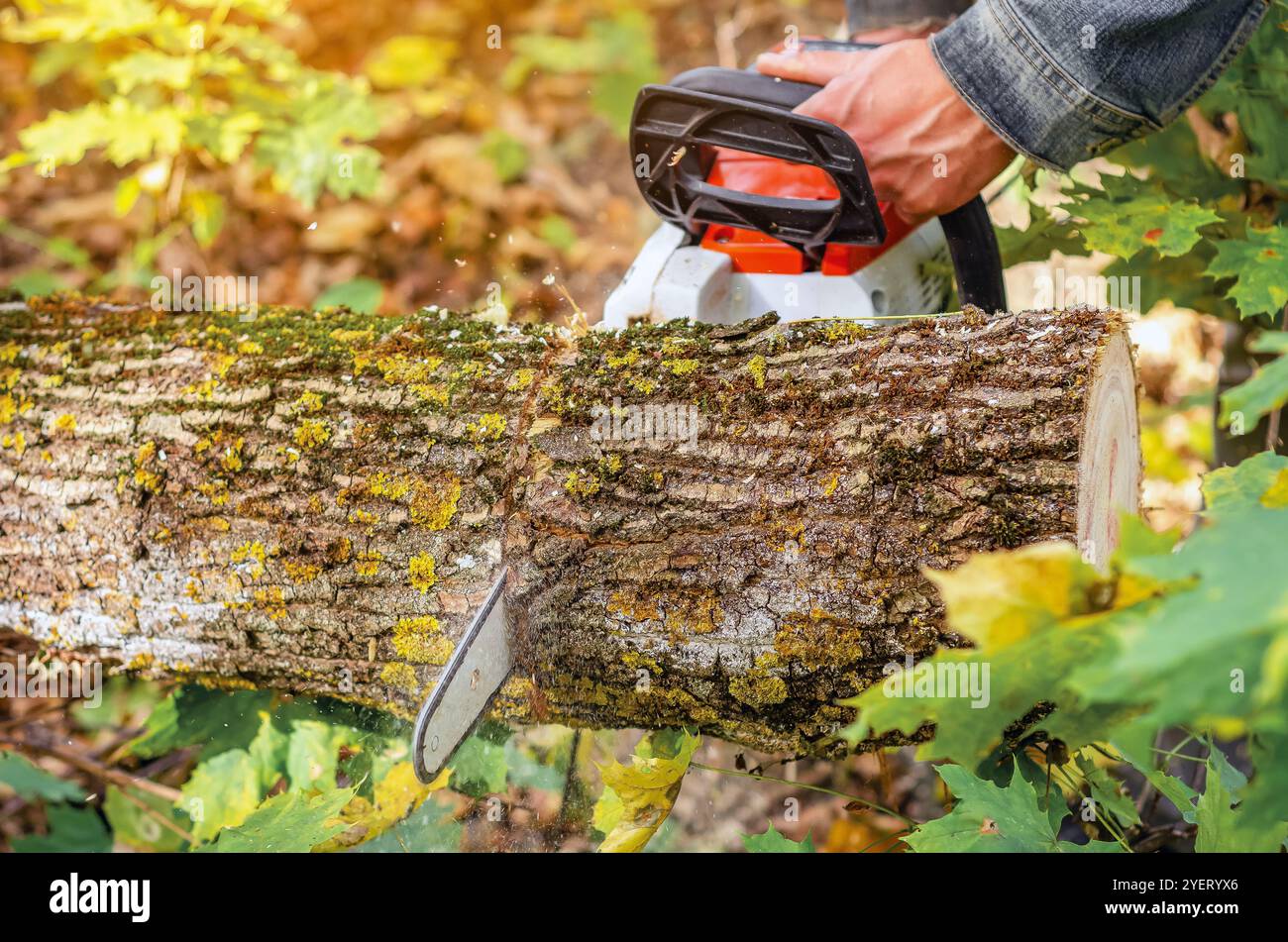 Sharp Tool Logs Detailed view chainsaw blade hi-res stock photography and images - Alamy