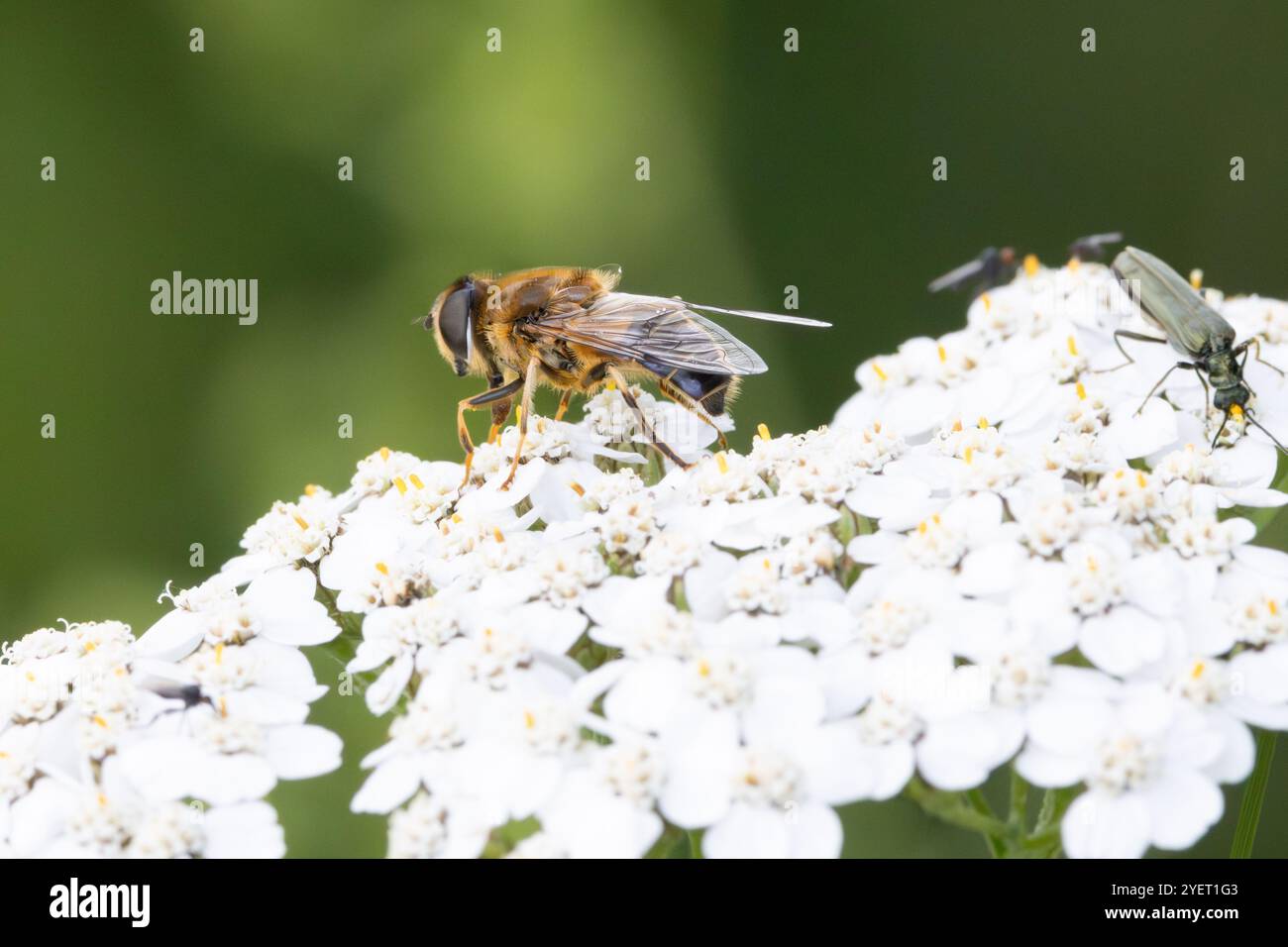 Close up Tapered dronefly, Eristalis pertinax, foraging on flower of Achillea millefolium, together with swollen-thighed beetle or , Oedemera nobilis, Stock Photo