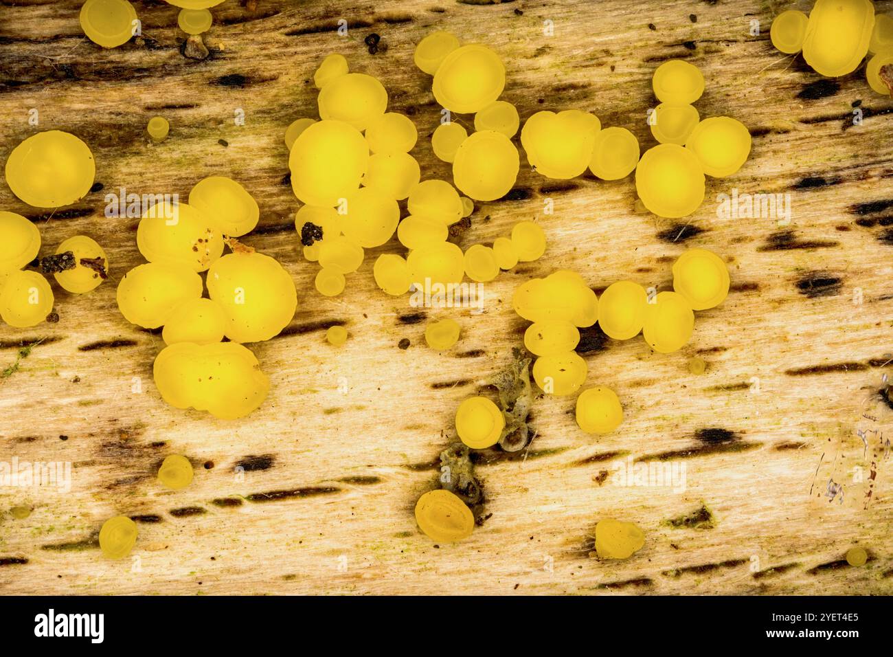 Hypha Tree Fungal mycelium hyphae tree hi-res stock photography and images - Alamy