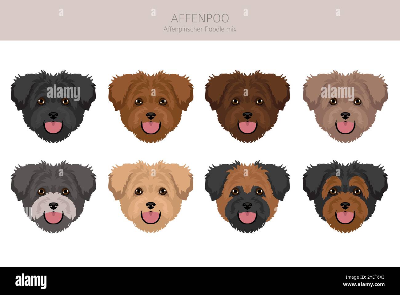 Affenpoo clipart. Affenpinscher Poodle mix. Different coat colors set.  Vector illustration Stock Vector