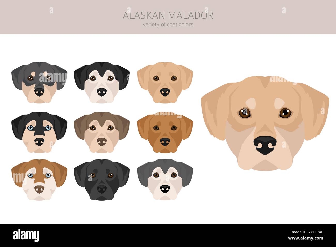 Alaskan Malador clipart. Alaskan Malamute Labrador Retriever mix. Different coat colors set.  Vector illustration Stock Vector