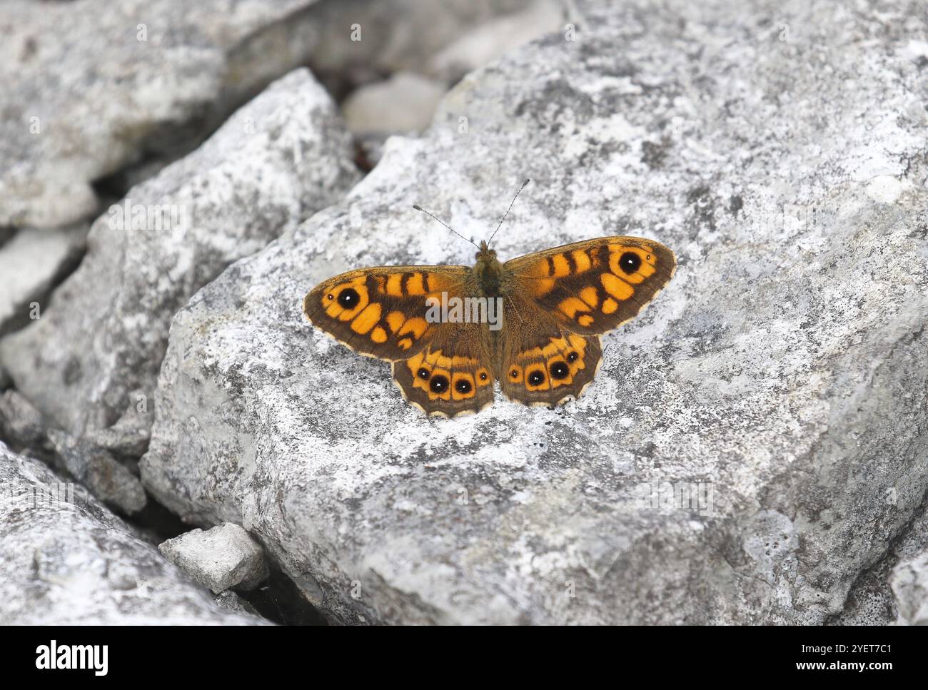 Wall Brown Butterfly male - Lasiommata megera Stock Photo