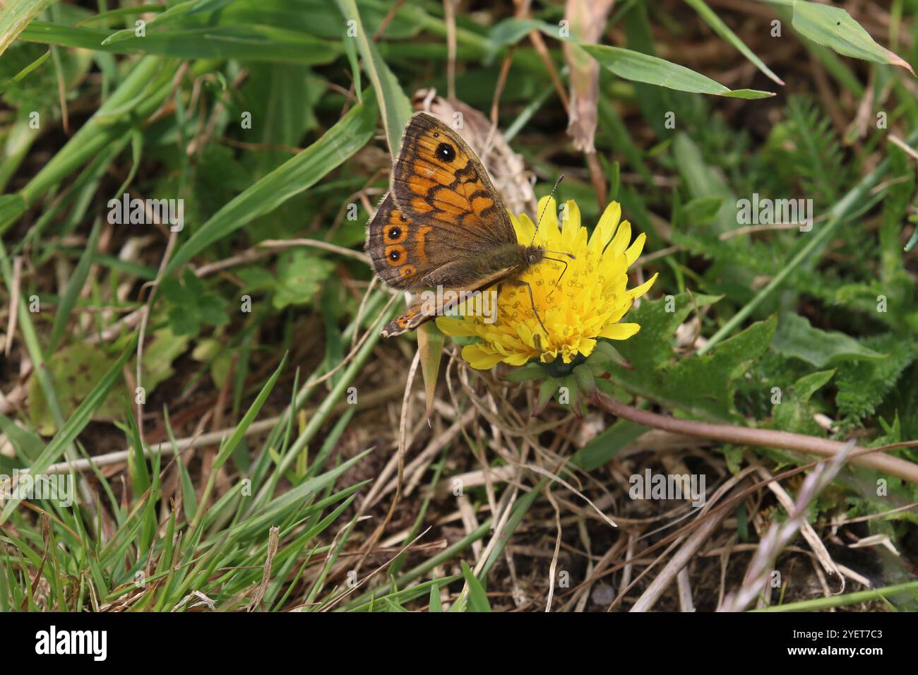 Upperwings orange and brown hi-res stock photography and images - Alamy