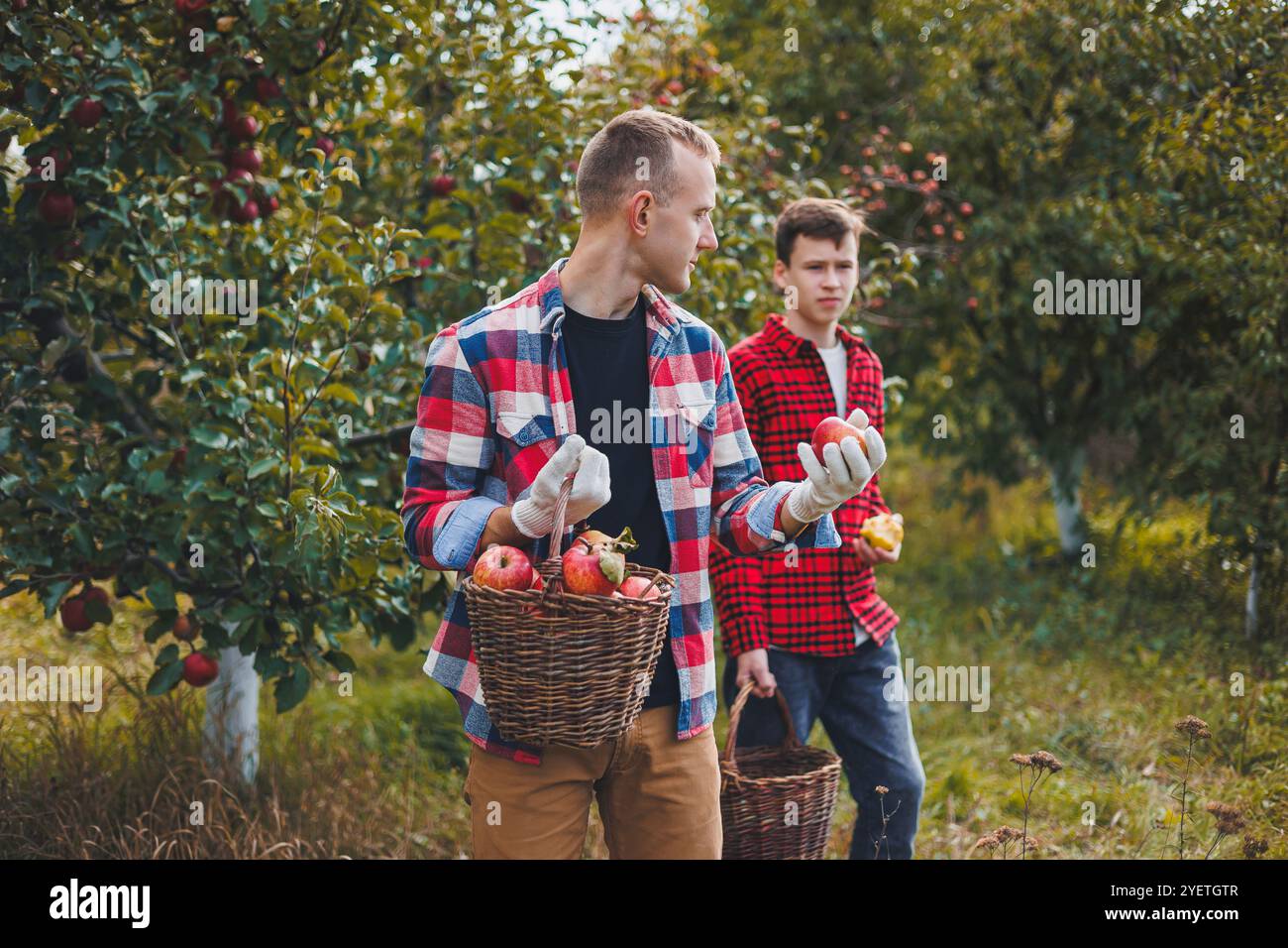 Happy male farmer picking ripe apples in orchard during autumn harvest ...