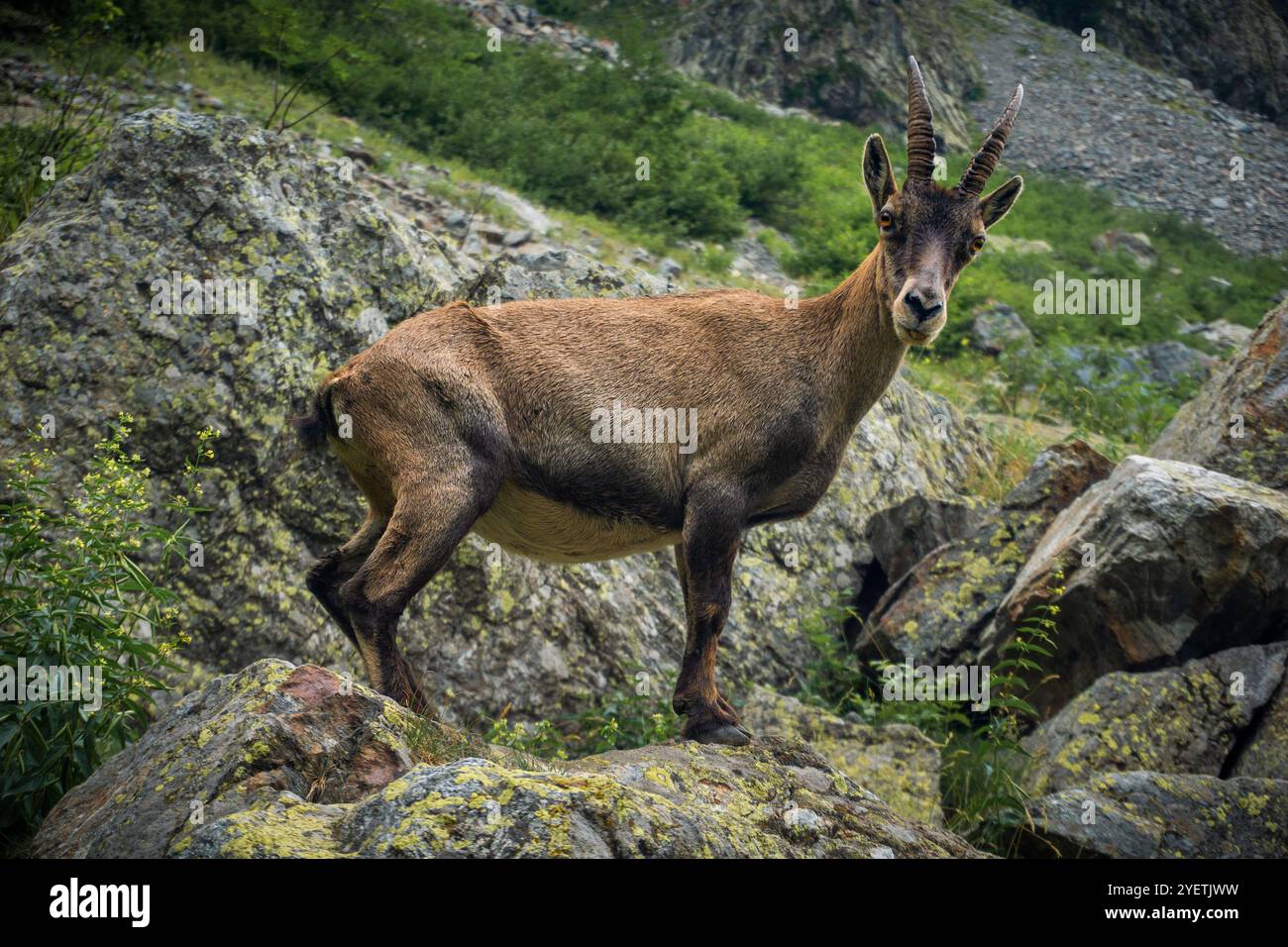 Chamois portrait at Lake Rovina (Cuneo, Italy) Stock Photo