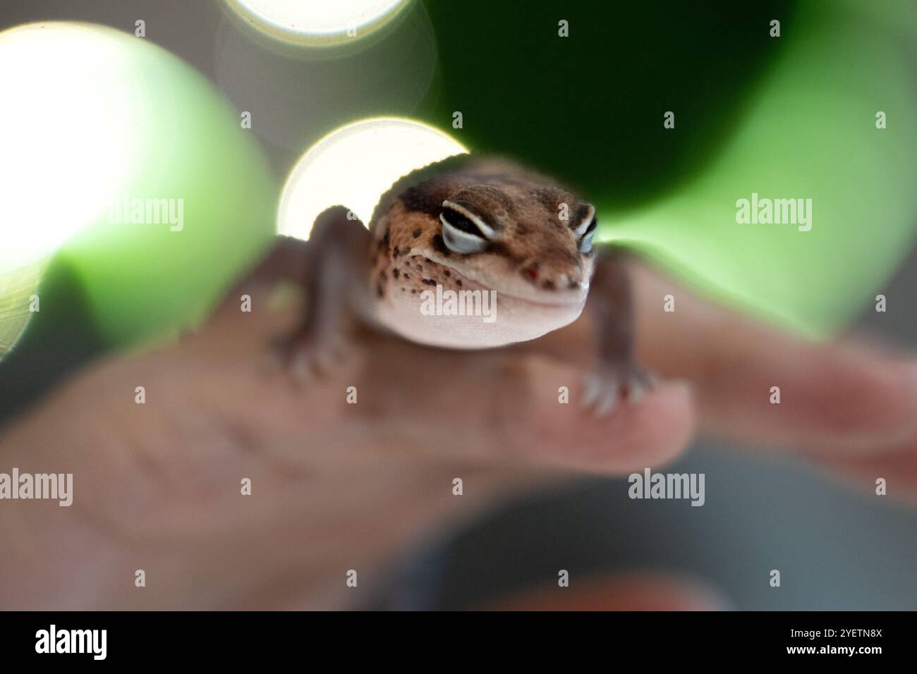 Cute Leopard Geckos (Eublepharis Macularius) on blur background Stock Photo