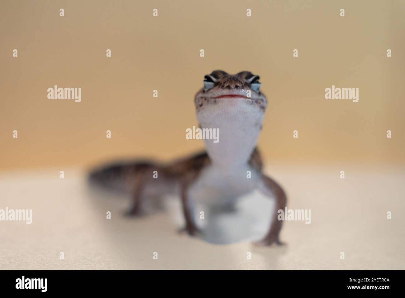 Cute Leopard Geckos (Eublepharis Macularius) on blur background Stock Photo