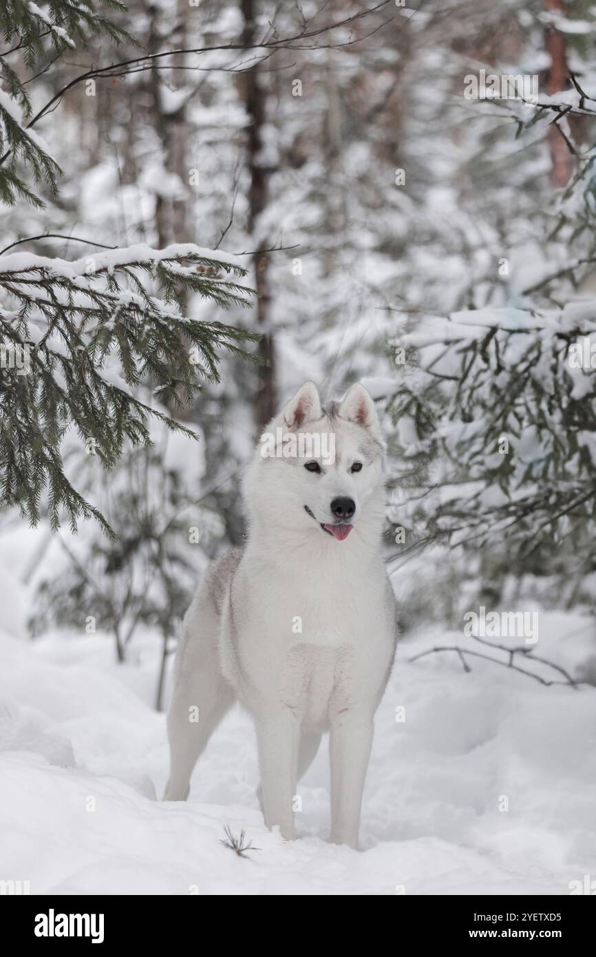 Fluffy Siberian husky in the winter snow forest. A purebred beautiful ...
