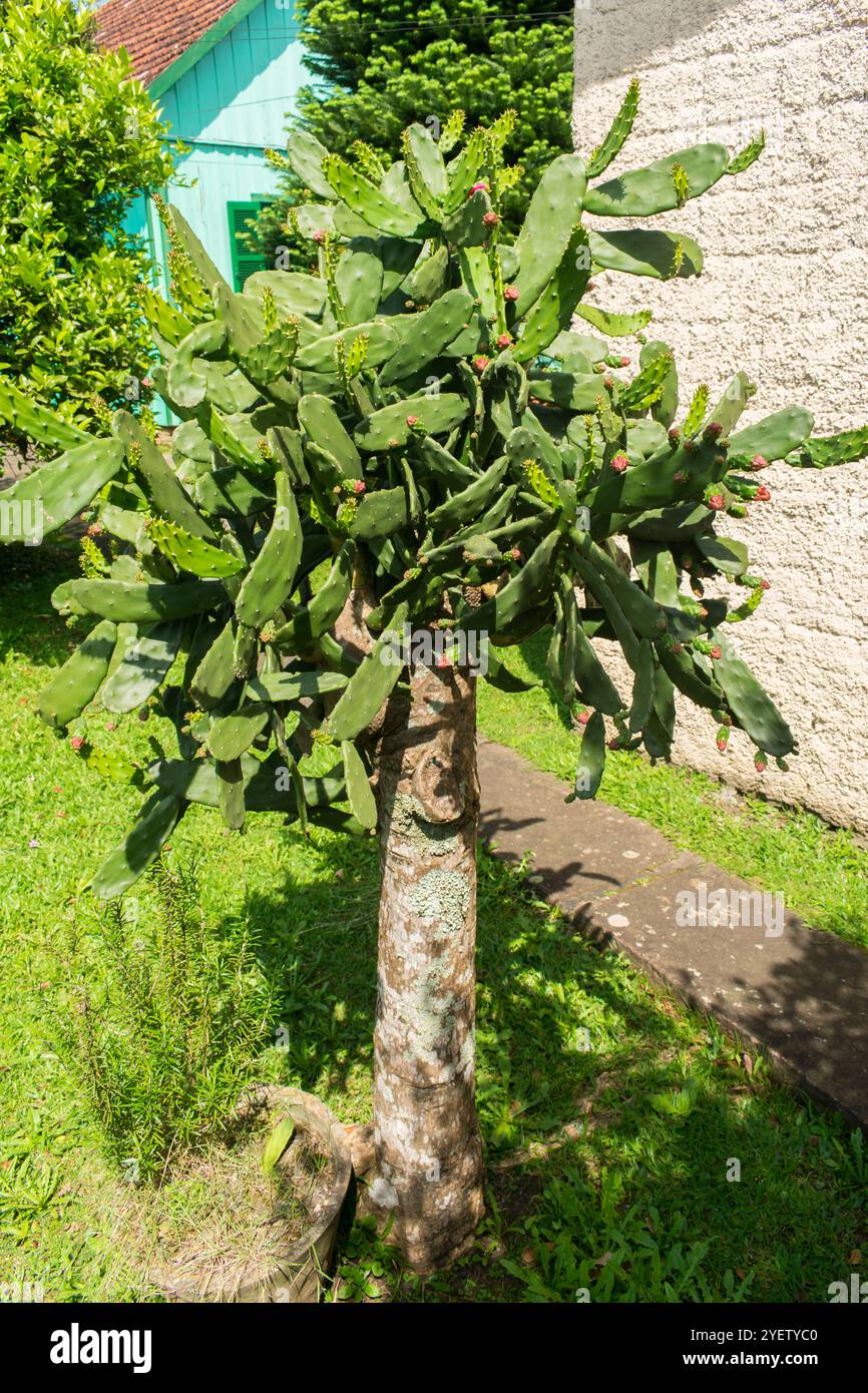 drachenbaum groß kaufen Drachenbaum kaufen - Dracaena Marginata Zimmerpflanze Ø:21 H:120 cm main image 0