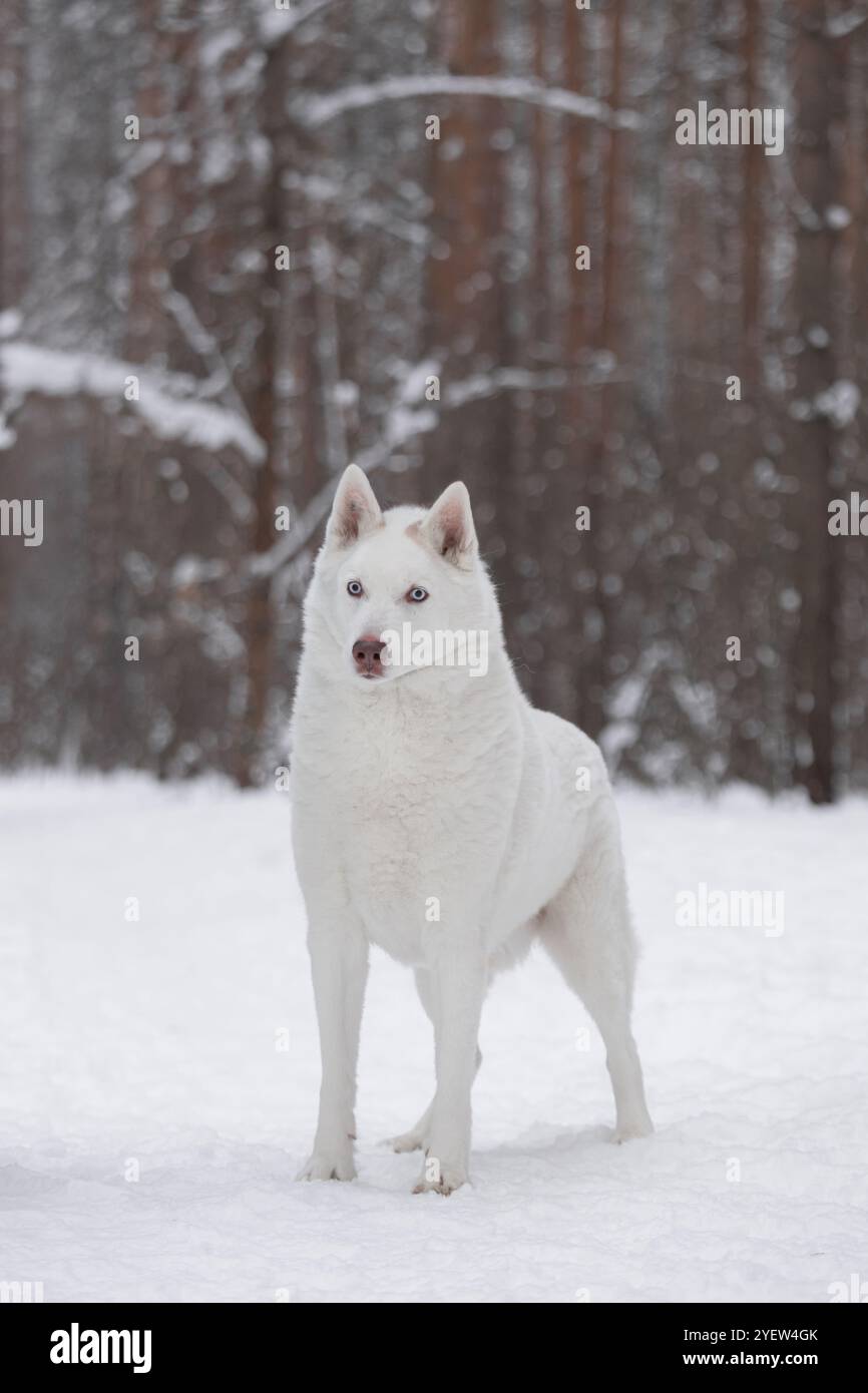 Fluffy Siberian husky in the winter snow forest. A purebred beautiful ...