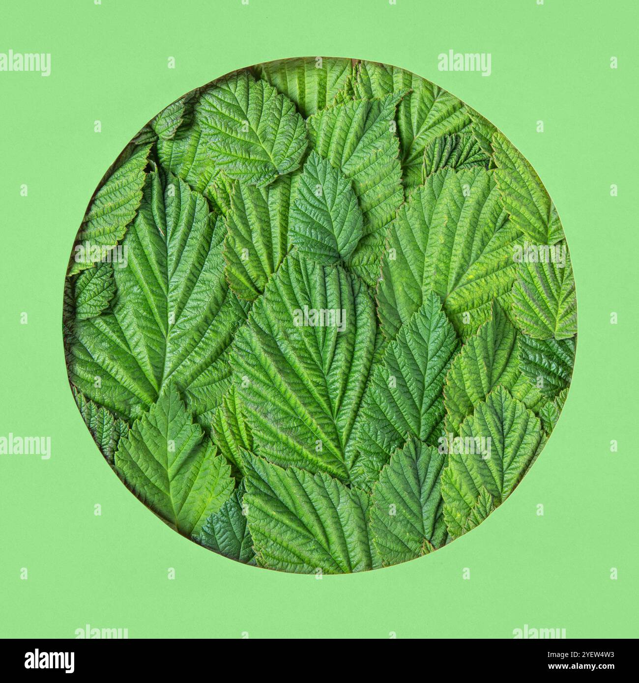 Summer abstract green background made of raspberry leaves in round-shaped frame on green background. Mockup for your text and sentences Stock Photo