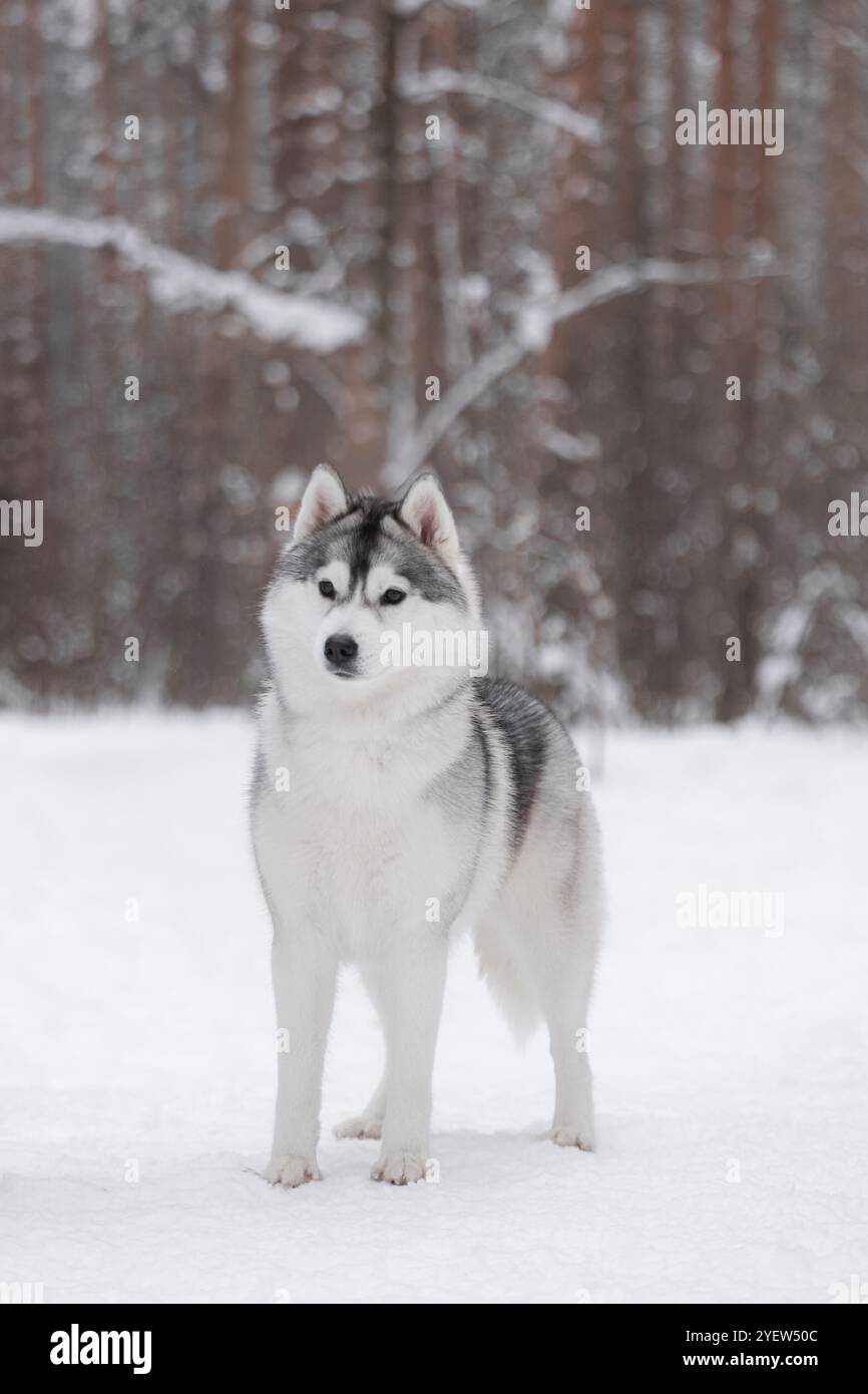 Fluffy Siberian husky in the winter snow forest. A purebred beautiful ...