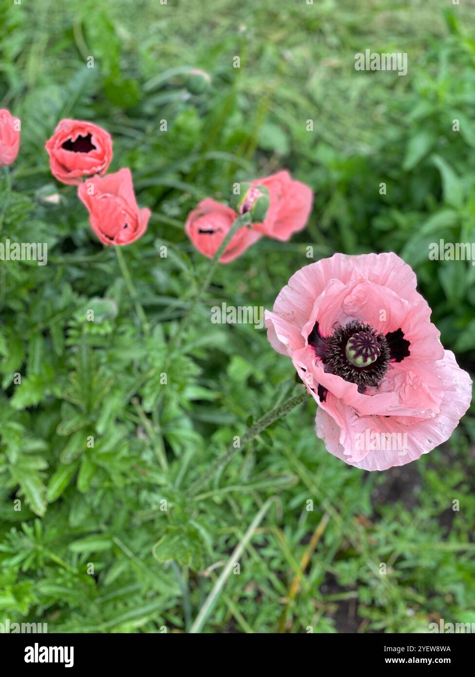 Pink Poppy - Smartphone Captured Stock Image