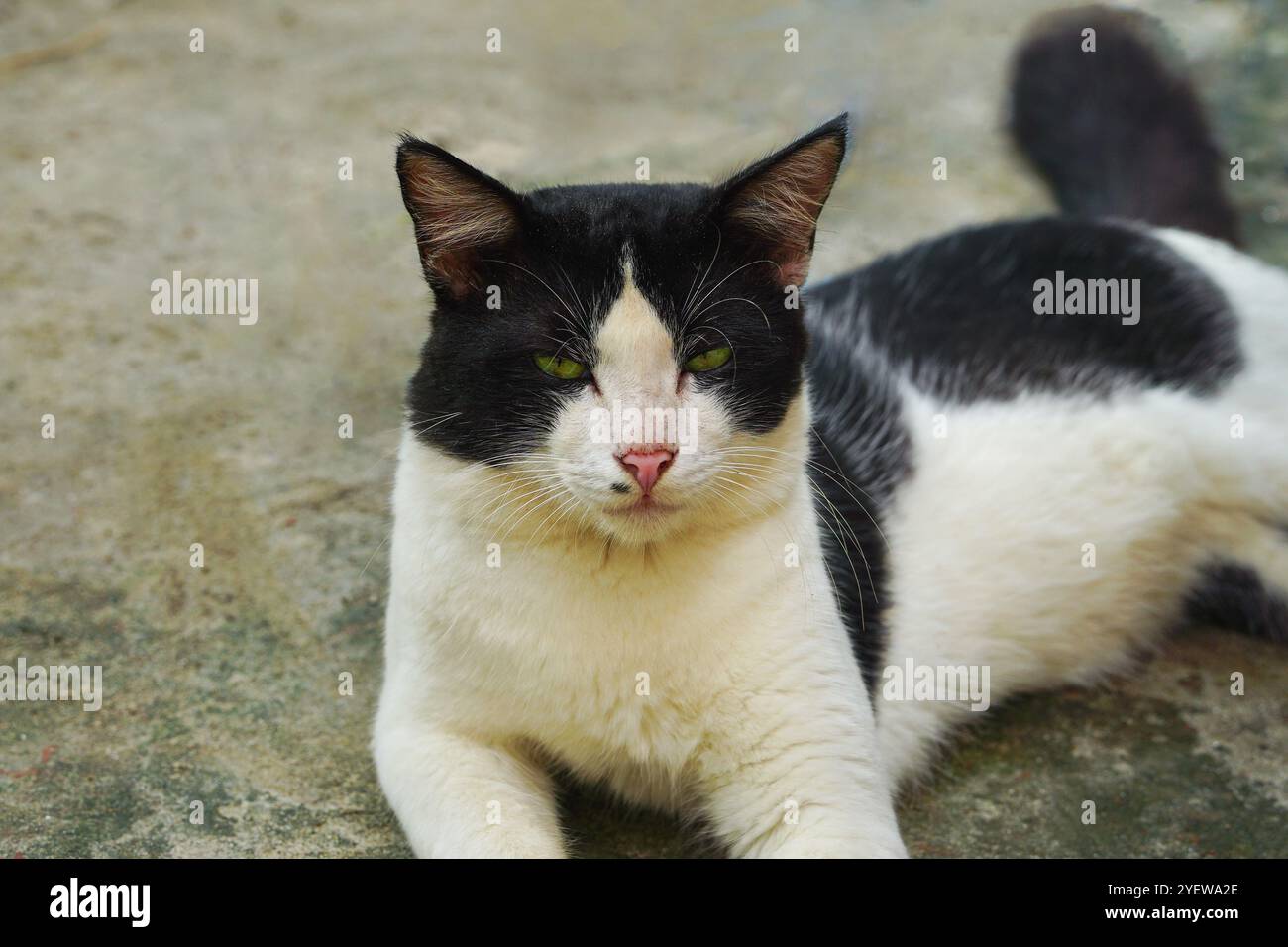 Turkish Angora black and white angry cat looking at the camera Stock Photo