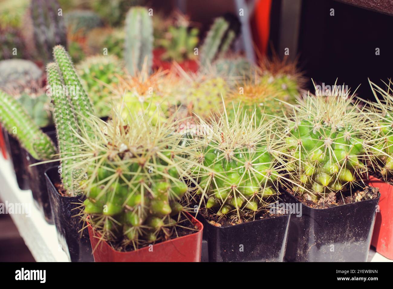Local potted plants display hi-res stock photography and images - Alamy