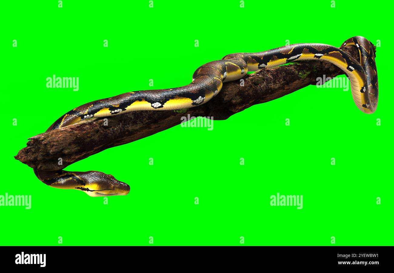 3d Illustration of A Golden Reticulated Python, Boa Constrictor The ...