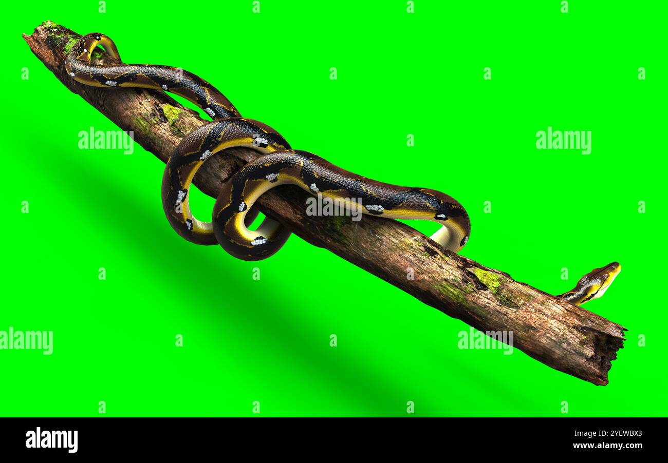 3d Illustration of A Golden Reticulated Python, Boa Constrictor The ...