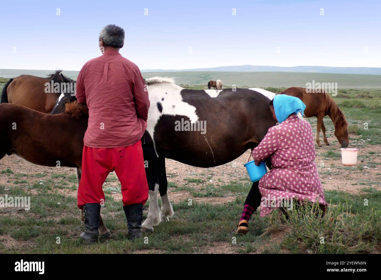 Daily Life. Milking. Mongolian Nomads. Mongolia Stock Photo - Alamy