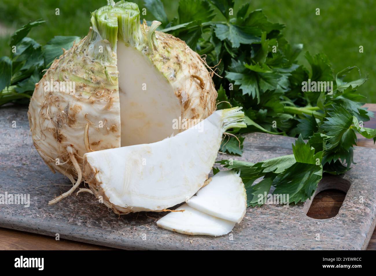 Celery root head, fresh celeriac, source of vitamins, fresh healthy ...