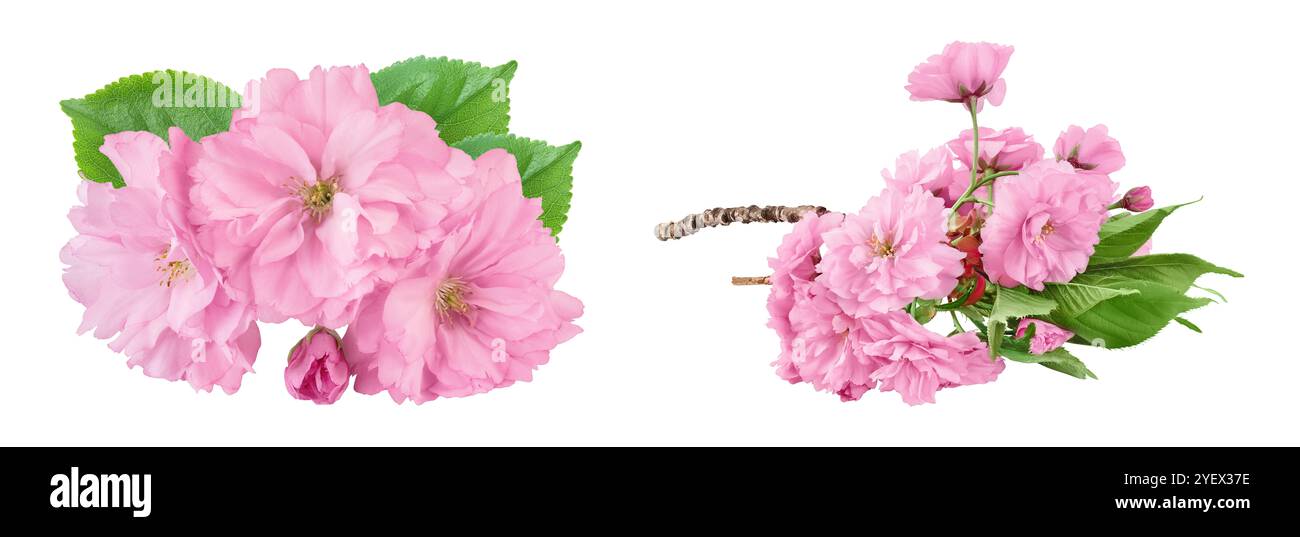 Sakura flower cherry blossom isolated on white background with full ...