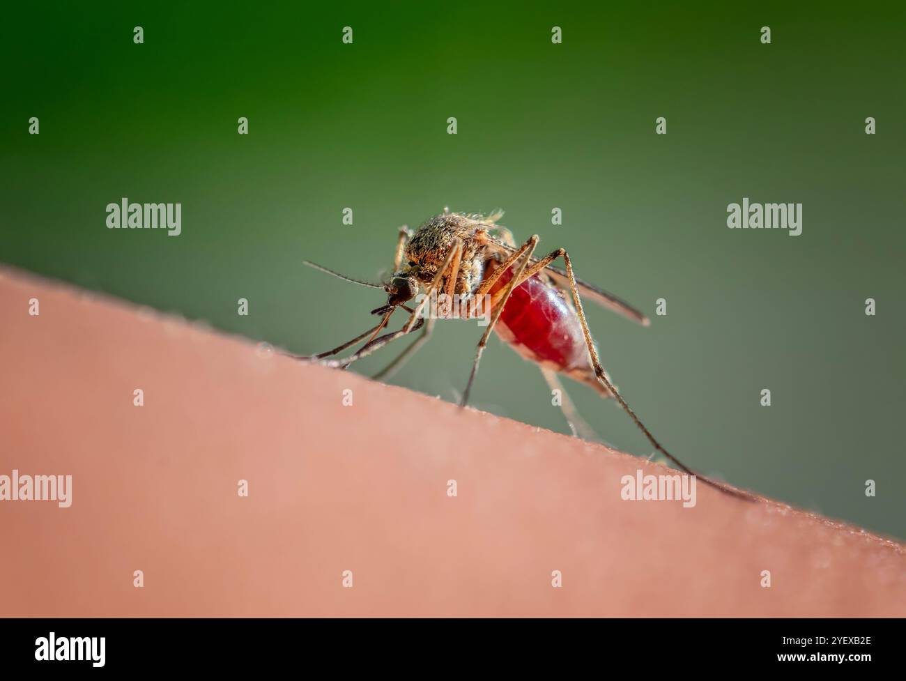 dangerous and harmful insect mosquito sits on human skin and drinks blood Stock Photo