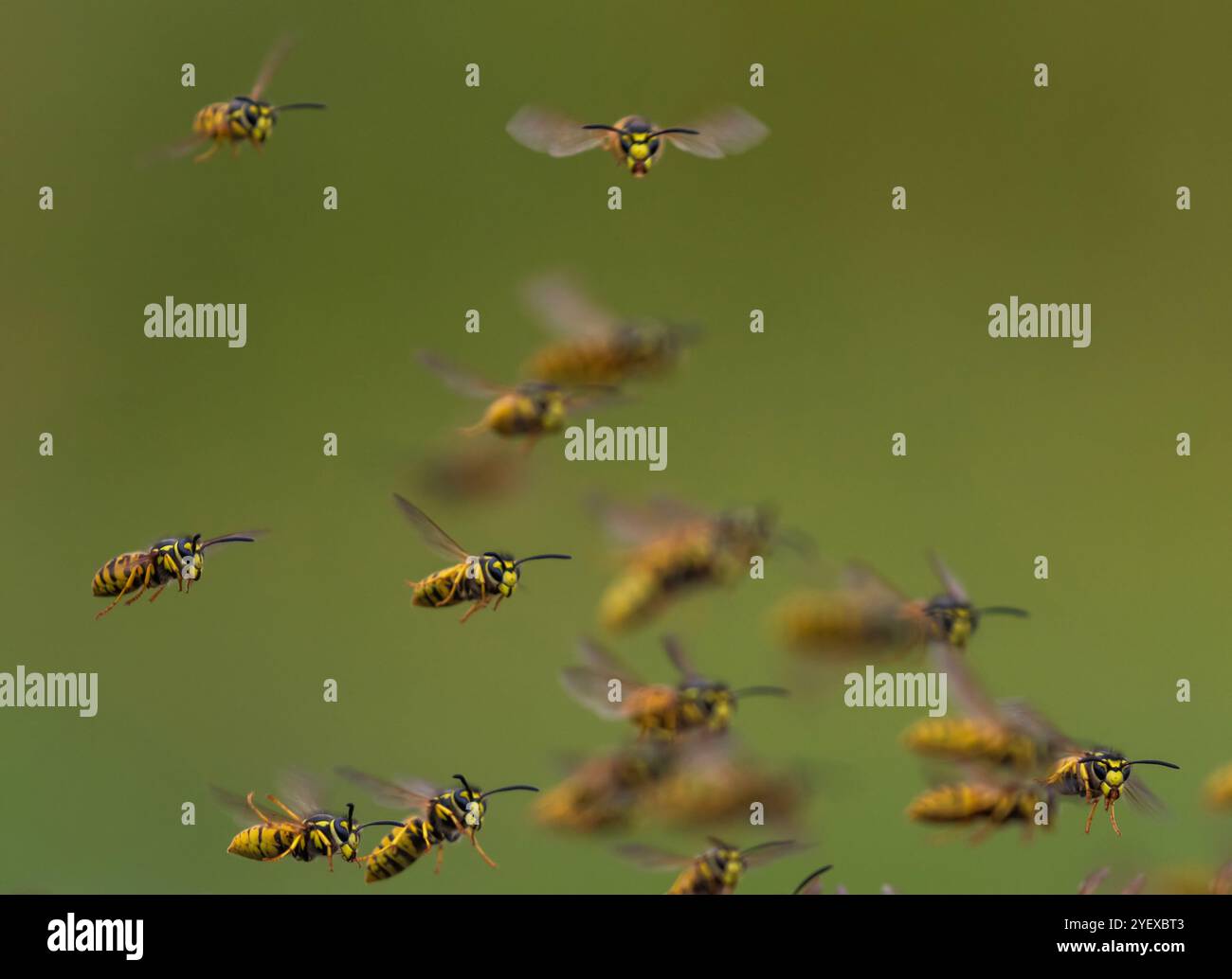 Wasps swarm flying hi-res stock photography and images - Alamy