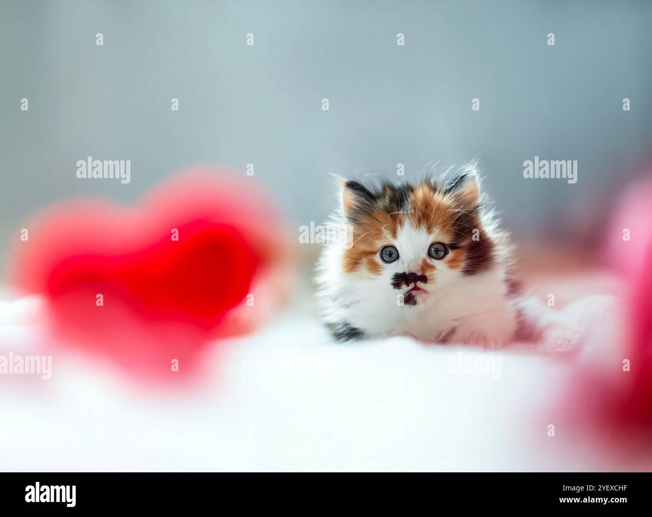 cute kitten lying on white blanket surrounded by love symbols of hearts Stock Photo