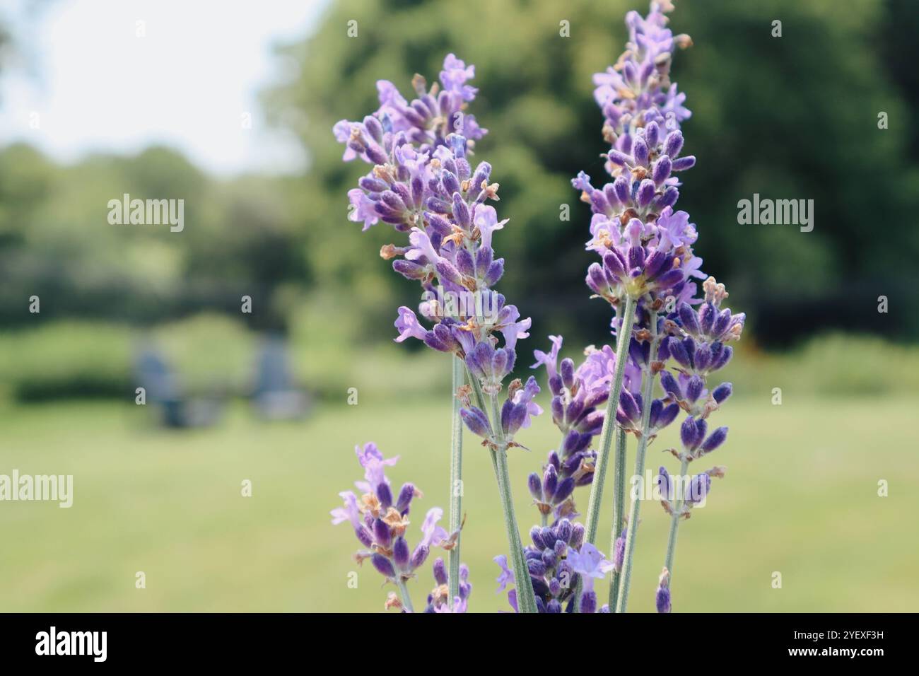 Lavender Plant bunch growing in Lavender Garden Stock Photo