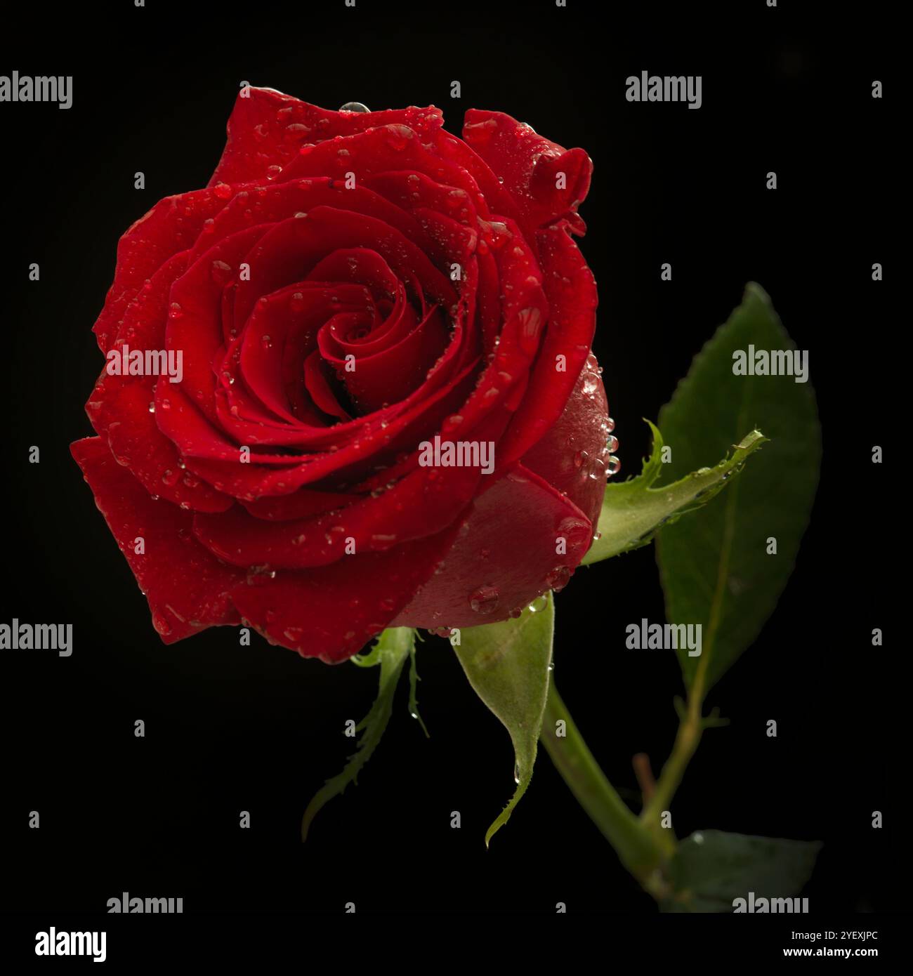 Single red rose with dew drops hi-res stock photography and images - Alamy