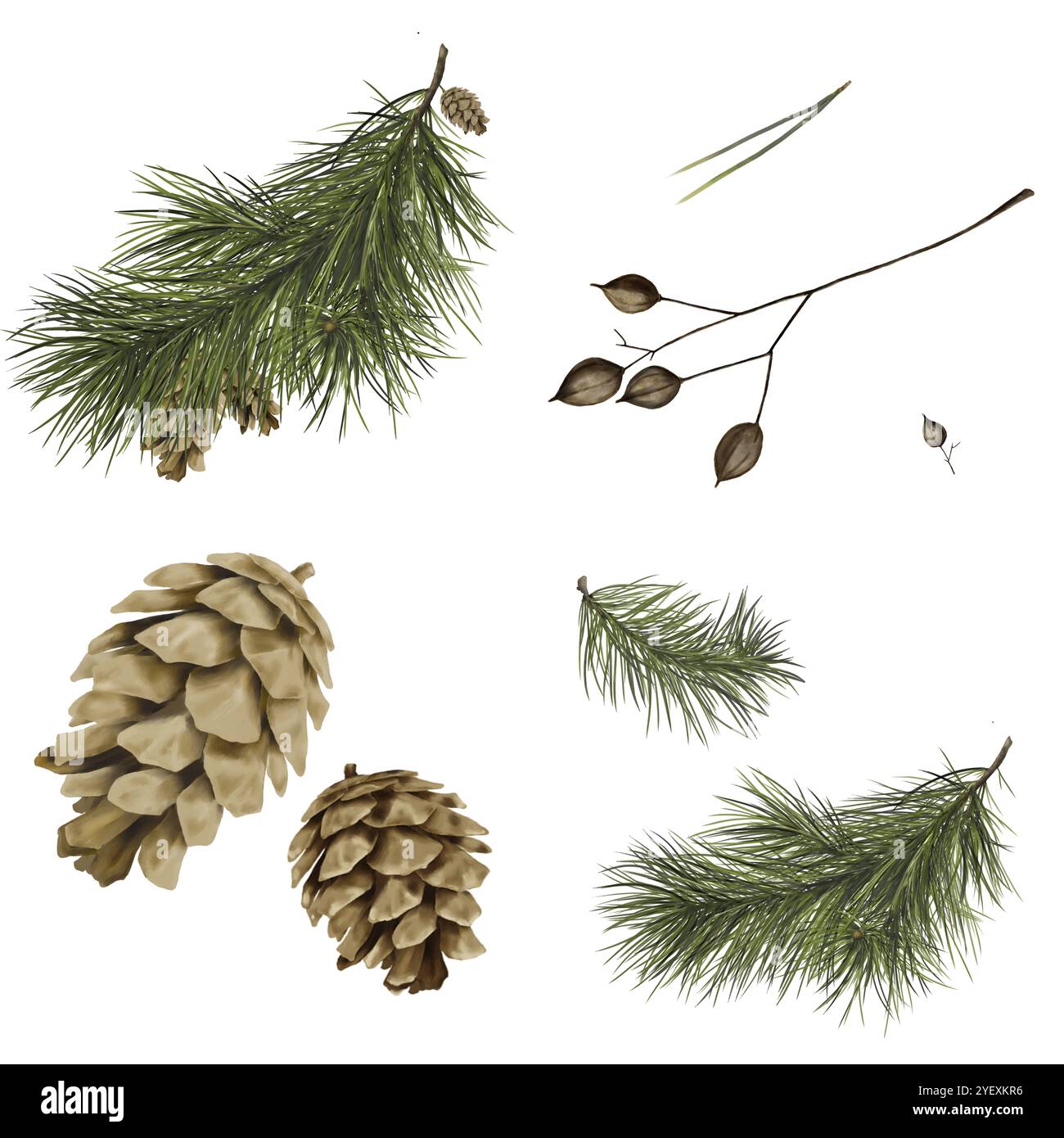 Pine cone, pine and spruce branches. Set of pine cones isolated on ...