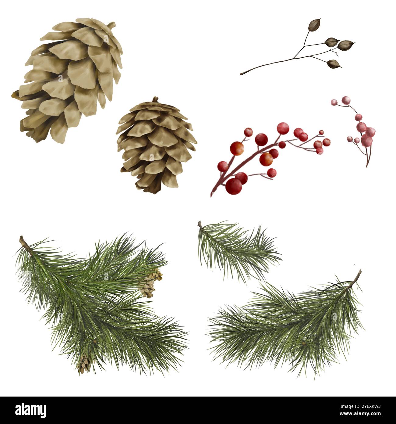 Pine cone, pine and spruce branches. Set of pine cones isolated on ...