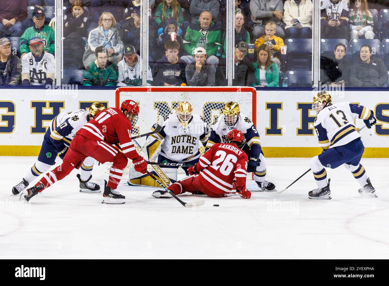 South Bend, Indiana, USA. 01st Nov, 2024. Notre Dame goaltender Owen Say (30) makes the save on shot by Wisconsin forward Simon Tassy (11) during NCAA hockey game action between the Wisconsin Badgers and the Notre Dame Fighting Irish at Compton Family Ice Arena in South Bend, Indiana. John Mersits/CSM/Alamy Live News Stock Photo