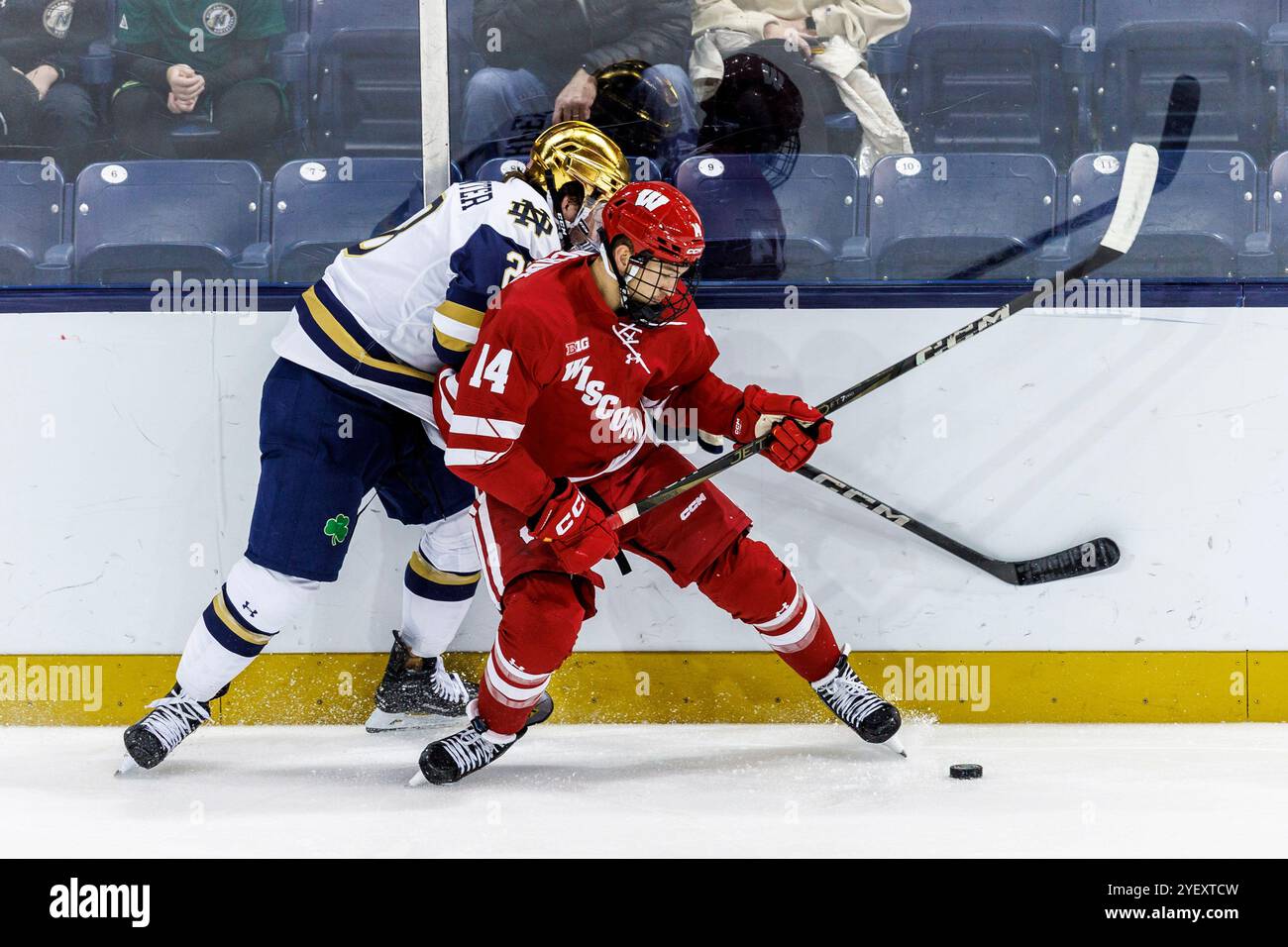 South Bend, Indiana, USA. 01st Nov, 2024. Wisconsin defenseman Joe Palodichuk (14) and Notre Dame forward Tyler Carpenter (28) battle for the puck during NCAA hockey game action between the Wisconsin Badgers and the Notre Dame Fighting Irish at Compton Family Ice Arena in South Bend, Indiana. John Mersits/CSM/Alamy Live News Stock Photo