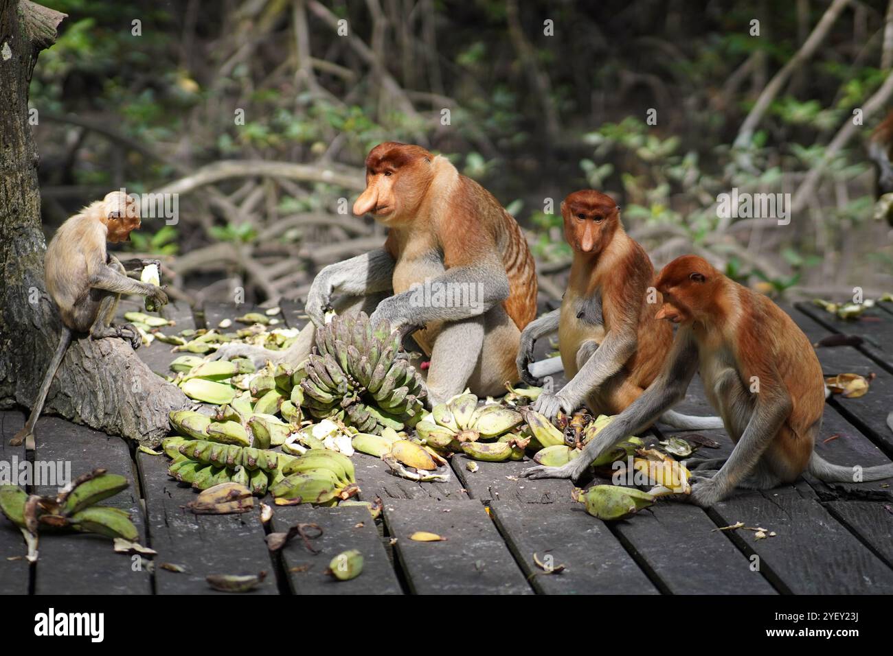 proboscis monkey in mangrove forest conservation area Stock Photo - Alamy