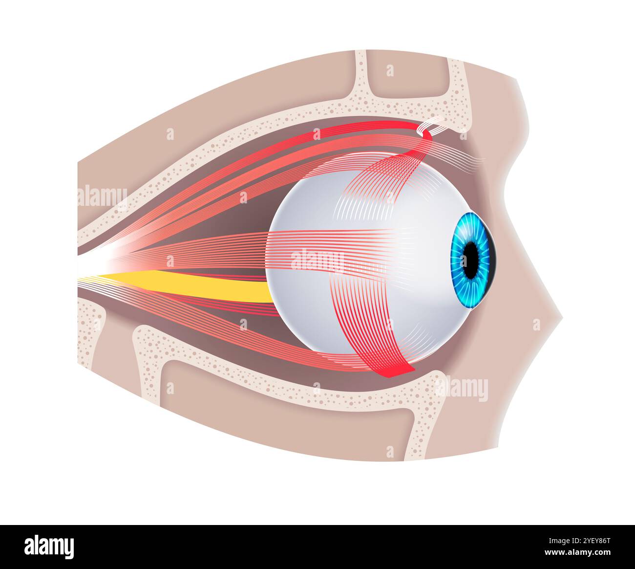 Illustration of the extraocular muscles anatomy in the skull. These ...