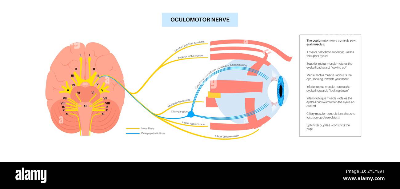 Illustration of the oculomotor nerve anatomy in the human brain. The oculomotor nerve divides into superior and inferior branches in the anterior part of the cavernous sinus. Stock Photo