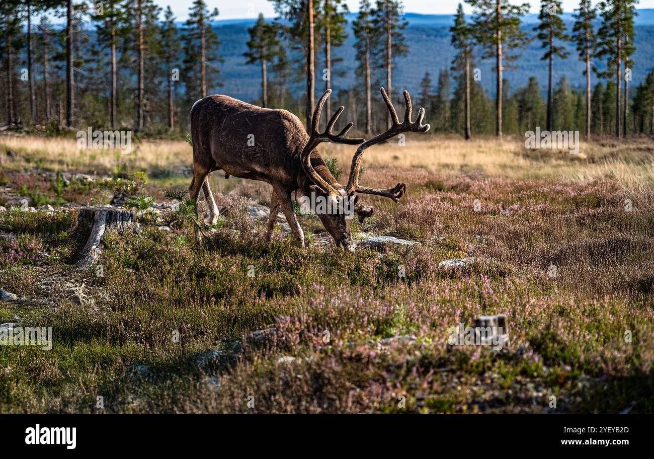 Bull mountain reindeer foraging on the forest floor amidst the woodland of Idre, Dalarna, Sweden, showcasing the beauty of the boreal forest in summer Stock Photo