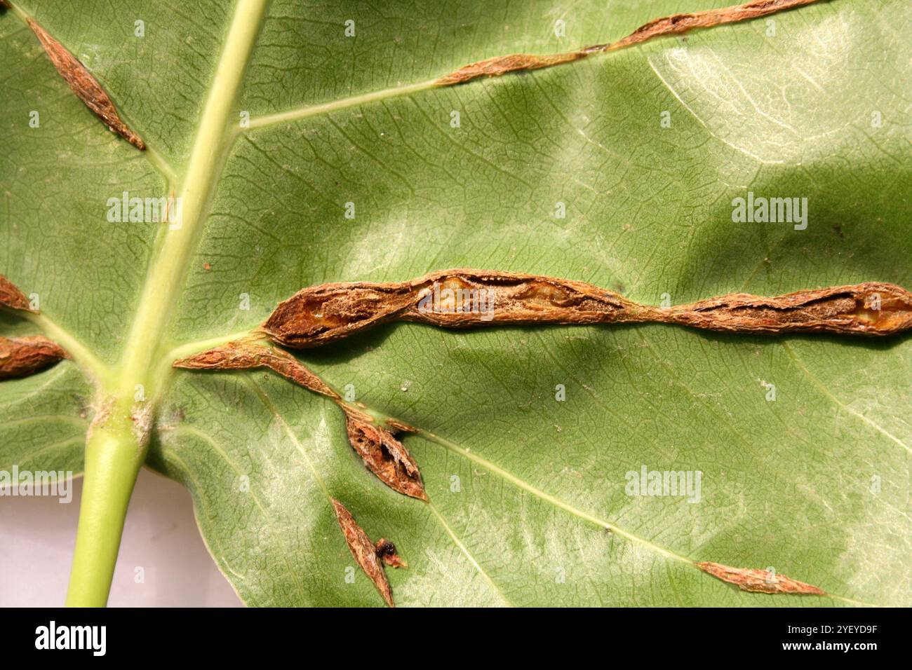 Green leaf/leaves of sacred fig (Ficus religiosa) infected with woody veins disease. Stock Photo