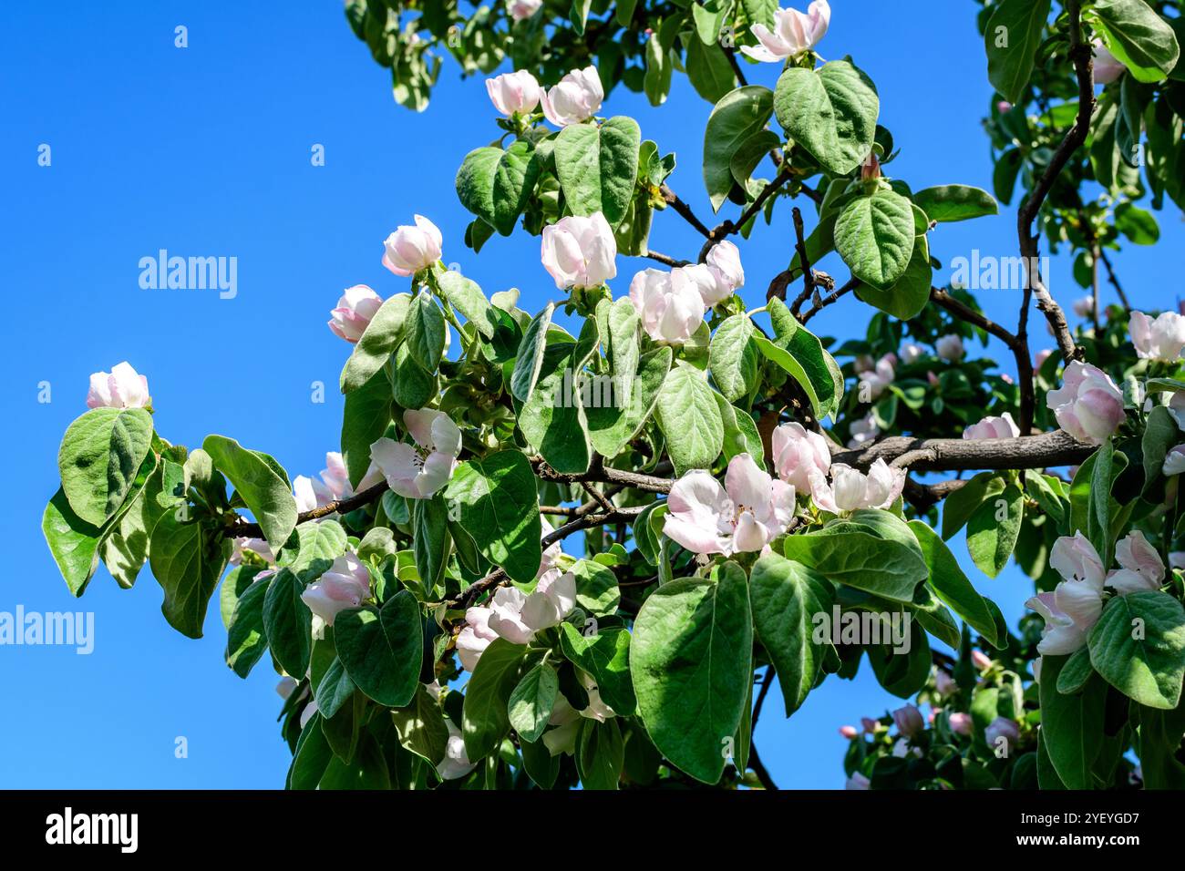 Delicate branch with white quince tree flowers and green leaves in full ...