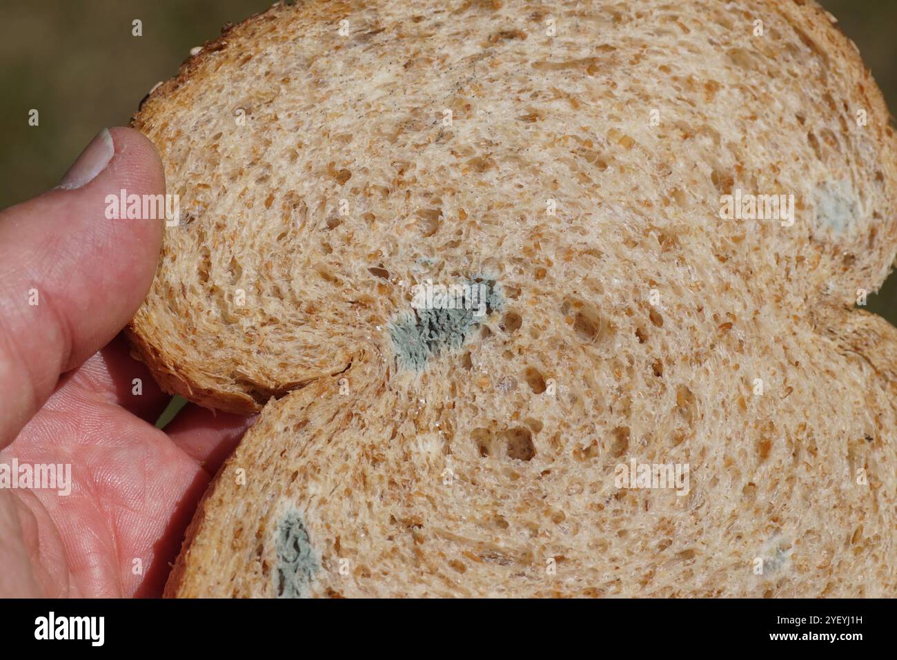 Mold on bread. Slice of moldy sliced whole wheat bread. Summer, August. Netherlands. Stock Photo