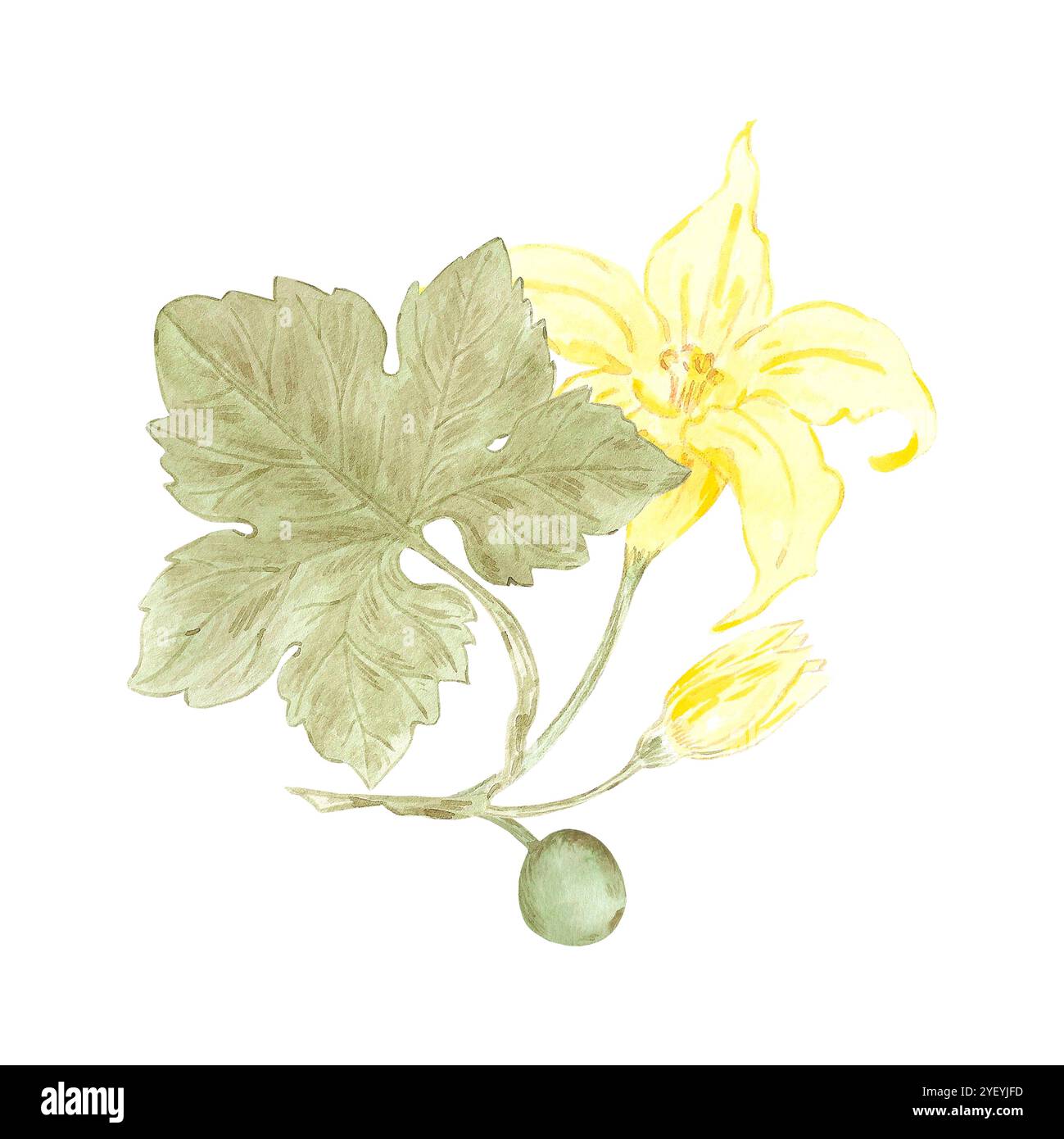 Hand drawn watercolor pumpkin leaves and blossom isolated on white ...