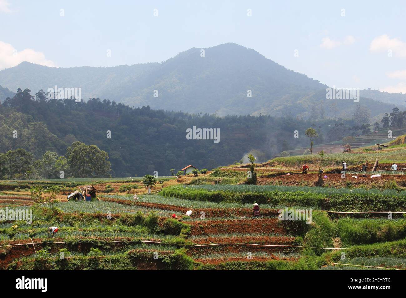 The green spring onion plantation will soon be harvested Stock Photo ...