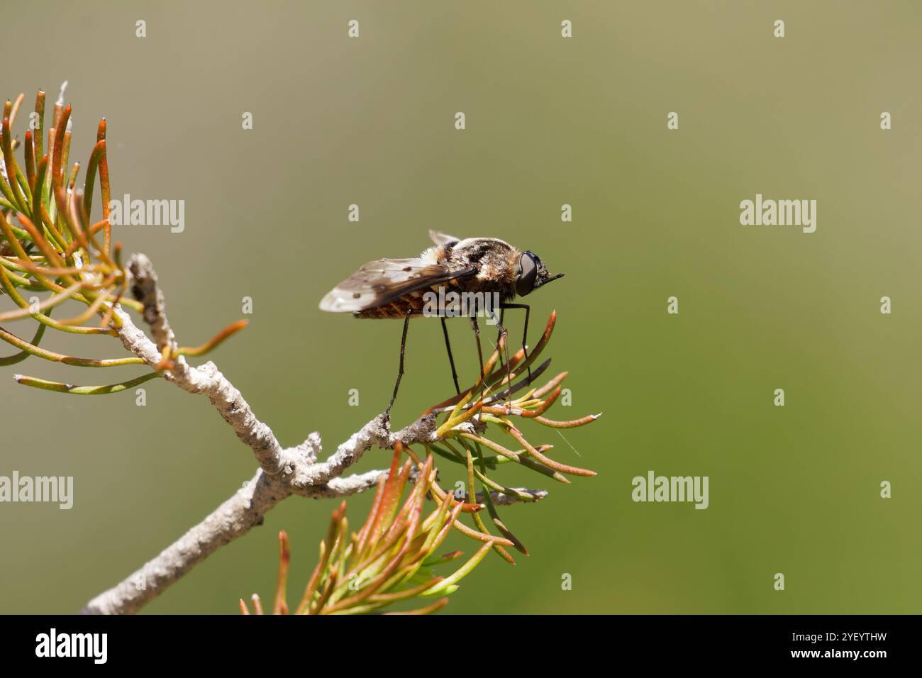 Bee Fly landed on plant Stock Photo
