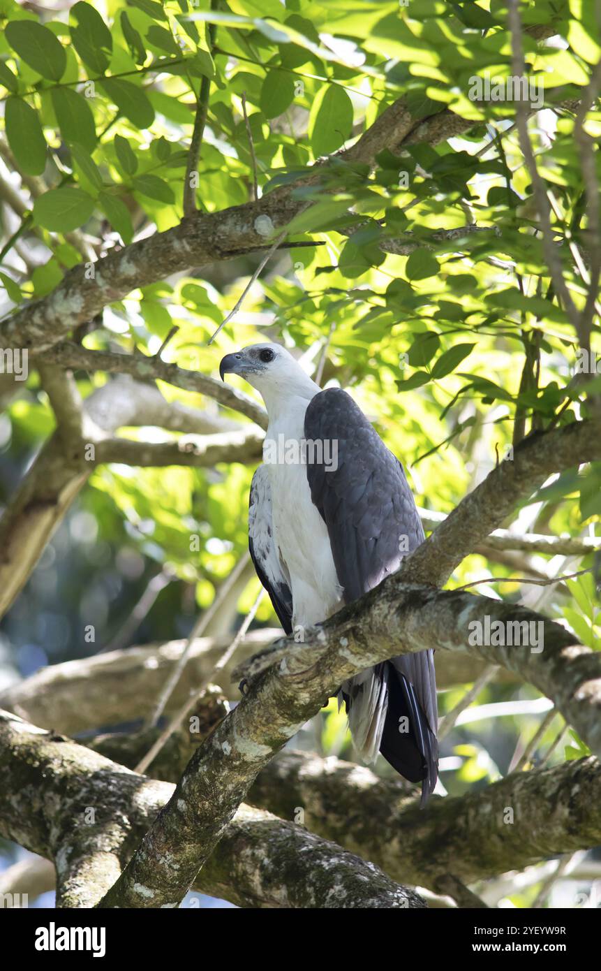 White bellied sea eagle sri lanka hi-res stock photography and images ...